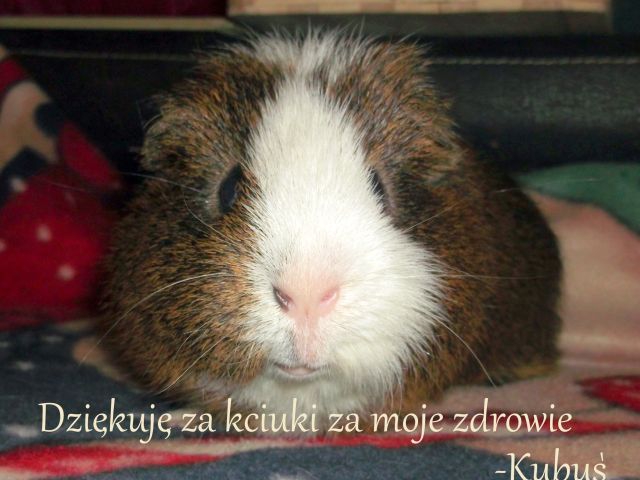 Obrazek