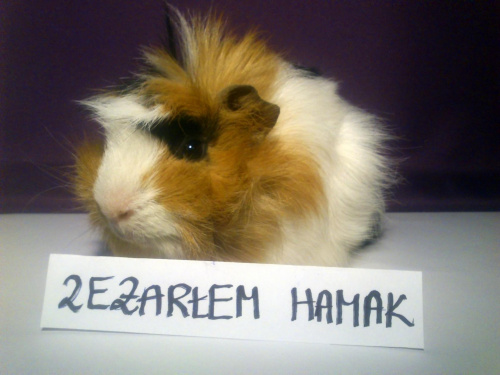 Obrazek