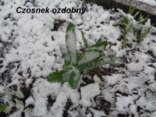 Obrazek