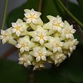 Hoya pottsii