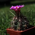 Thelocactus bicolor SB 424