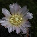 Gymnocalycium achirasense v. kainradliae GN 88-102/255