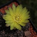 Gymnocalycium andreae v. fechseri