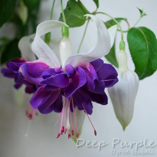 fuchsia Deep Purple #fuchsia #fuksje #kwiaty