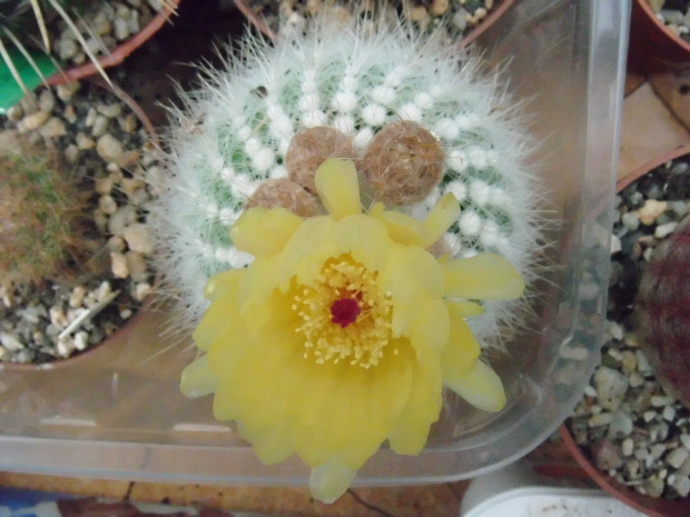 notocactus