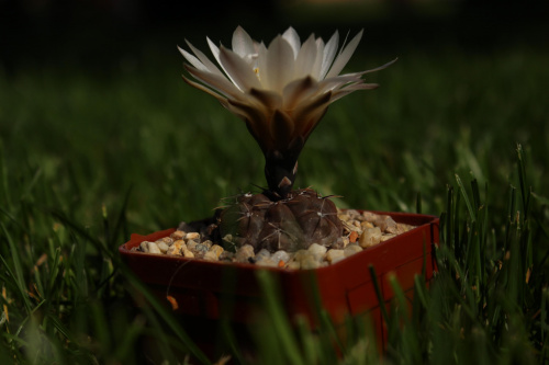 Gymnocalycium gibbosum var. chubutense GN 179/921