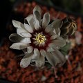 Gymnocalycium intertextum var. moserianum SE 9