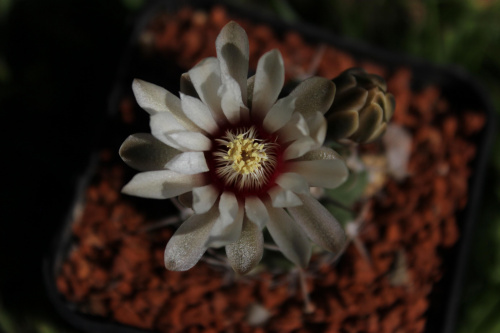 Gymnocalycium intertextum var. moserianum SE 9