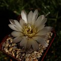 Gymnocalycium gibbosum var. chubutense GN 179/921