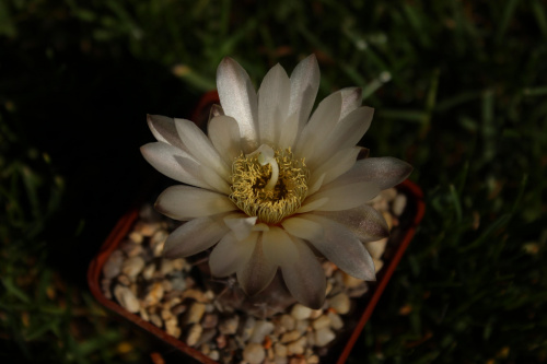 Gymnocalycium gibbosum var. chubutense GN 179/921