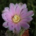 Gymnocalycium spec de Cordoba