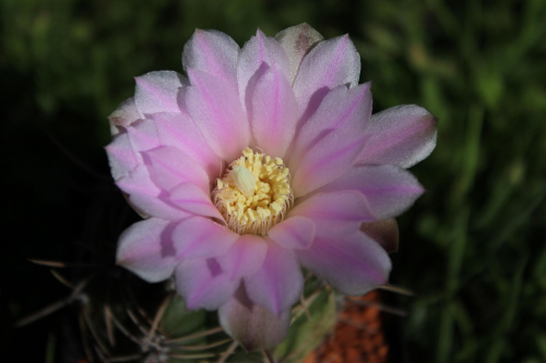 Gymnocalycium spec de Cordoba