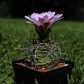 Gymnocalycium spec de Cordoba