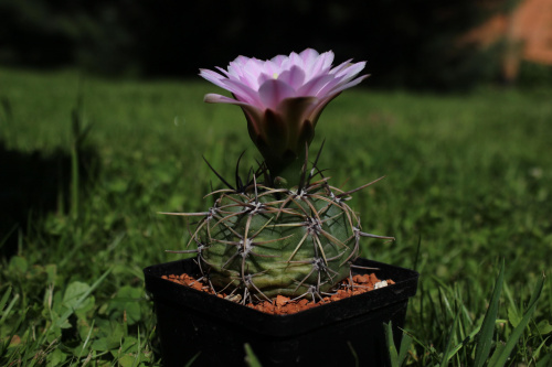 Gymnocalycium spec de Cordoba