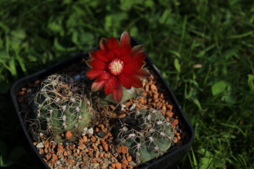 Gymnocalycium baldianum VS 125