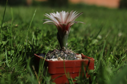 Gymnocalycium erinaceum KP 333