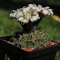 Gymnocalycium vatteri