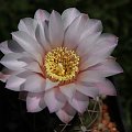 Gymnocalycium rosanthemum