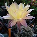 Echinopsis Noellers Hybride