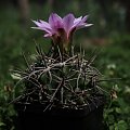 Gymnocalycium horridispinum