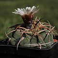 Gymnocalycium bayrianum L 447