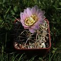 Gymnocalycium achirasense KL 025