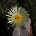 Astrophytum myriostigma