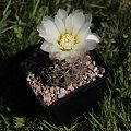 Gymnocalycium gibbosum var. schlumbergeri n.n.