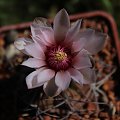 Gymnocalycium ferrari