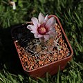 Gymnocalycium ferrari