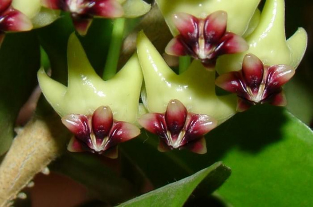 Hoya cummingeana