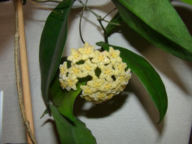 Hoya montana