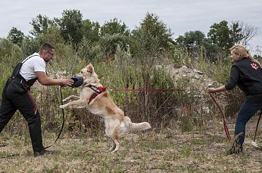 obrona #Avada #hovawart #IPO #IvyEvenHov #pies #sport