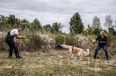 obrona #Avada #hovawart #IPO #IvyEvenHov #pies #sport