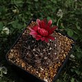 Gymnocalycium baldianum TOM 06-066/3