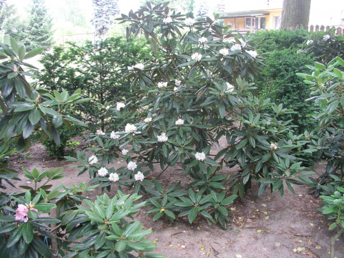 rhododendron maximum
