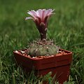 Gymnocalycium ferrari P 136, Estanzia Mazan, La Rioja, Argentina, 1000 m