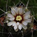 Gymnocalycium castellanosii v. bozsingianum P 205, Chepes Viejo, La Rioja, Argentina, 700 m