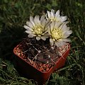 Gymnocalycium borthii P 178, Argentina San Luis (Mercedes 500m)