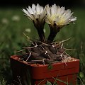 Gymnocalycium borthii P 178, Argentina San Luis (Mercedes 500m)