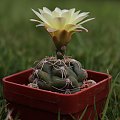 Gymnocalycium denudatum