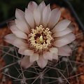 Gymnocalycium ritterianum