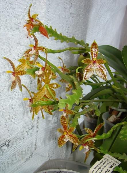Phalaenopsis cornu-cervi