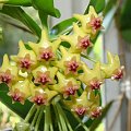 Hoya densifolia