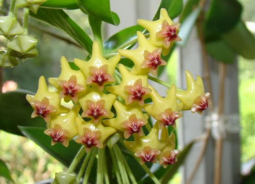 Hoya densifolia