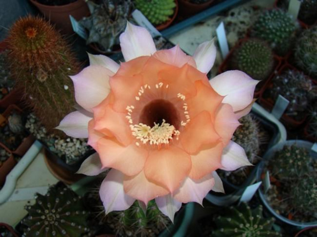 Echinopsis Hybride Sleeping Beauty