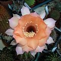 Echinopsis Hybride Sleeping Beauty