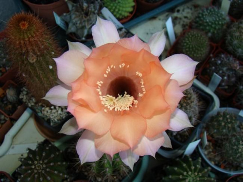 Echinopsis Hybride Sleeping Beauty