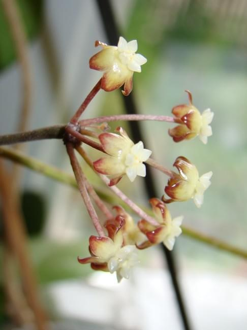 Hoya finlaysonii EPC-143