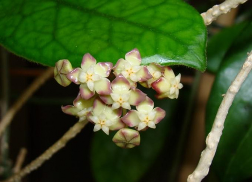 Hoya finlaysonii EPC-59